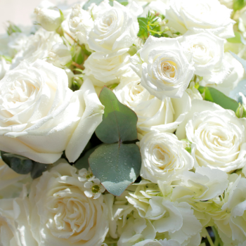 Roses blanches